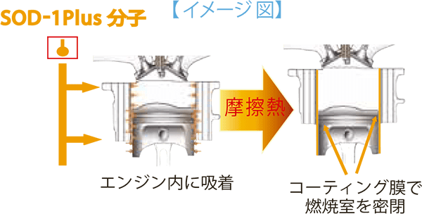 2りんかんSOD-1Plus分子の作用 イメージ図